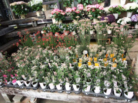 ３月入荷中の花苗の紹介