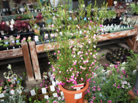 ３月入荷中の花苗の紹介