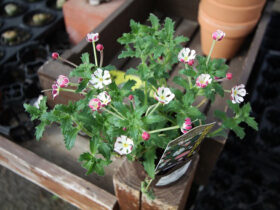 ３月入荷中の花苗の紹介