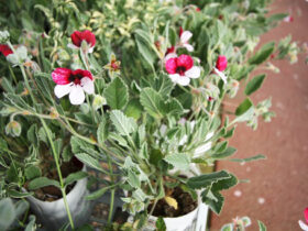 ３月入荷中の花苗の紹介