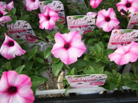 ３月入荷中の花苗の紹介