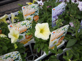 ３月入荷中の花苗の紹介