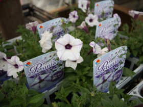 ３月入荷中の花苗の紹介