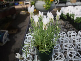 ３月入荷中の花苗の紹介