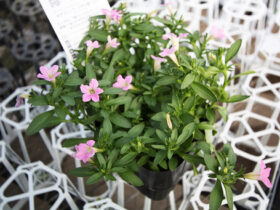 ３月入荷中の花苗の紹介