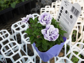 ３月入荷中の花苗の紹介