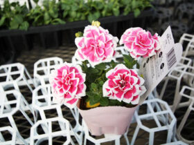 ３月入荷中の花苗の紹介