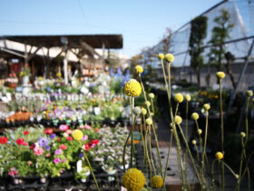 ３月入荷中の花苗の紹介