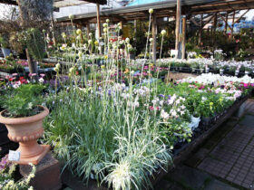 ３月入荷中の花苗の紹介