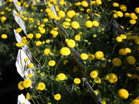 ３月入荷中の花苗の紹介