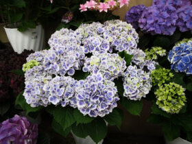 ４月入荷中の花苗の紹介