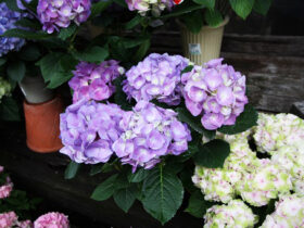 ４月入荷中の花苗の紹介