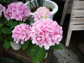 ４月入荷中の花苗の紹介