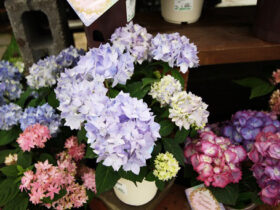 ４月入荷中の花苗の紹介