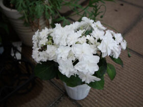 ４月入荷中の花苗の紹介