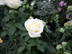 ４月入荷中の花苗の紹介