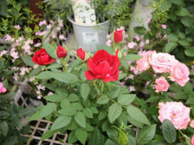 ４月入荷中の花苗の紹介