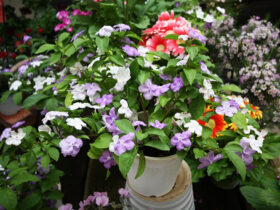 ４月入荷中の花苗の紹介