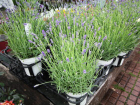 ４月入荷中の花苗の紹介