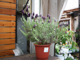 ４月入荷中の花苗の紹介