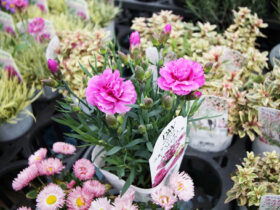 ４月入荷中の花苗の紹介