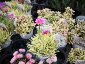 ４月入荷中の花苗の紹介