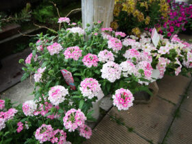 ４月入荷中の花苗の紹介