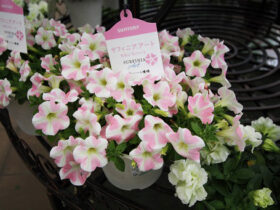 ４月入荷中の花苗の紹介