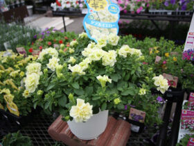 ４月入荷中の花苗の紹介