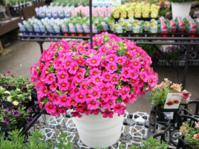 ４月入荷中の花苗の紹介