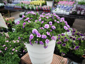 ４月入荷中の花苗の紹介