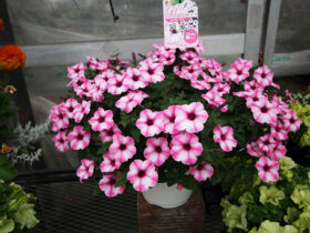 ４月入荷中の花苗の紹介