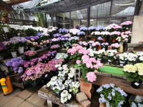 ４月入荷中の花苗の紹介