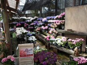 ４月入荷中の花苗の紹介