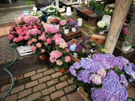 ４月入荷中の花苗の紹介