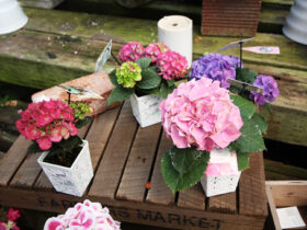 ４月入荷中の花苗の紹介