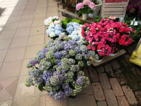 ４月入荷中の花苗の紹介