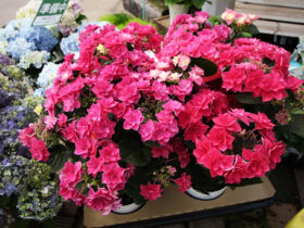 ４月入荷中の花苗の紹介