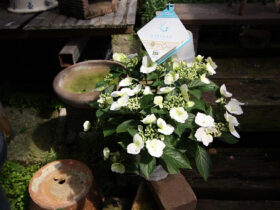 ４月入荷中の花苗の紹介