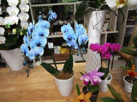４月入荷中の花苗の紹介