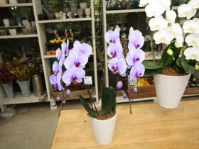 ４月入荷中の花苗の紹介