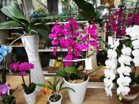 ４月入荷中の花苗の紹介