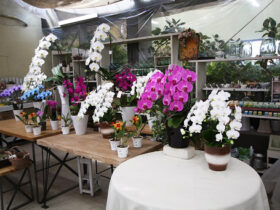 ４月入荷中の花苗の紹介