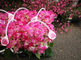 ４月入荷中の花苗の紹介