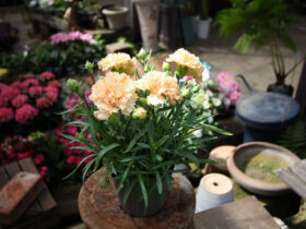 ４月入荷中の花苗の紹介