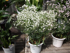 ４月入荷中の花苗の紹介