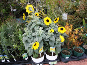 ４月入荷中の花苗の紹介