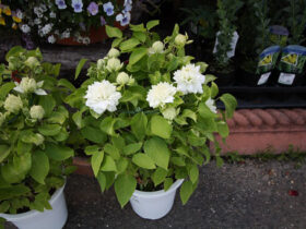 ４月入荷中の花苗の紹介