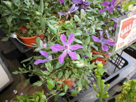 ４月入荷中の花苗の紹介