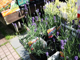 ４月入荷中の花苗の紹介